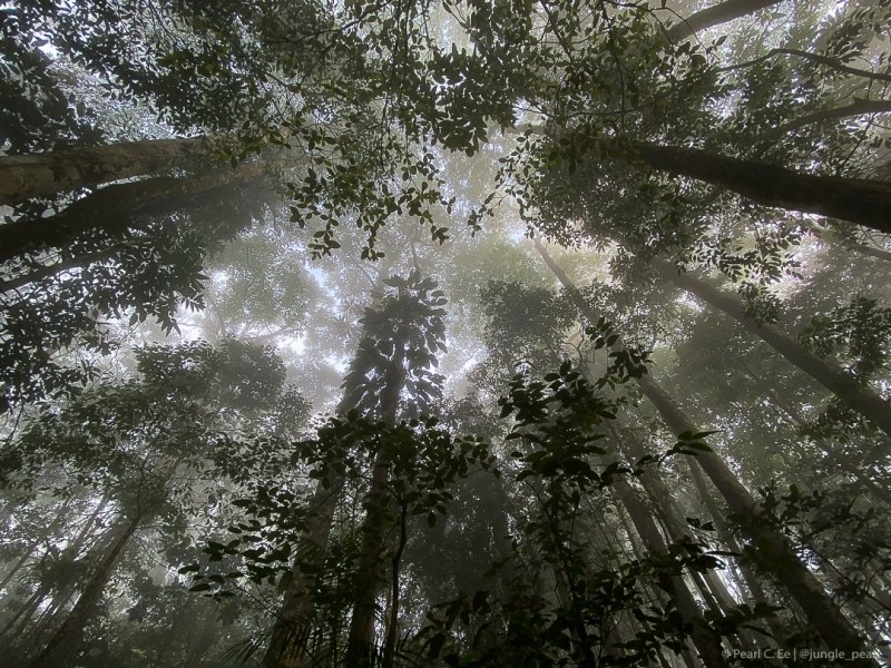 7 Easy Tips to Improve Your Phone&nbsp;Photography