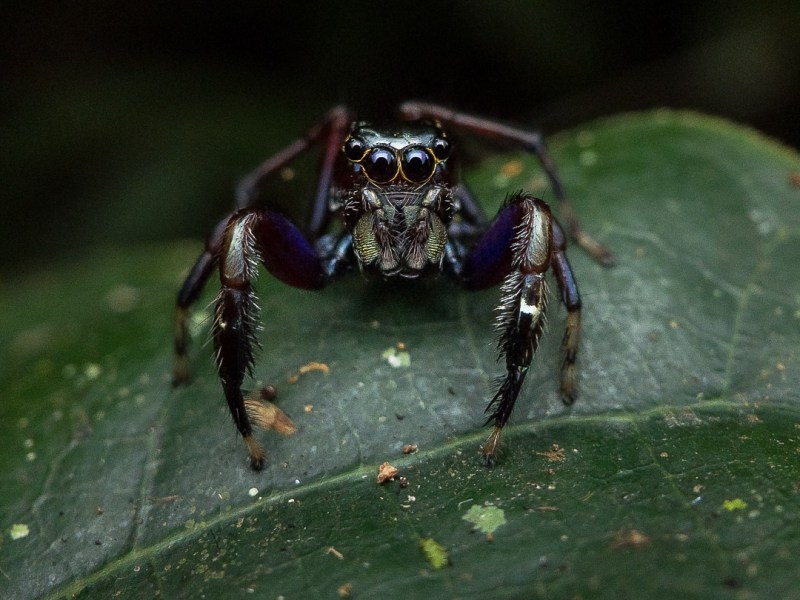 Macrophotography with the&nbsp;Phone