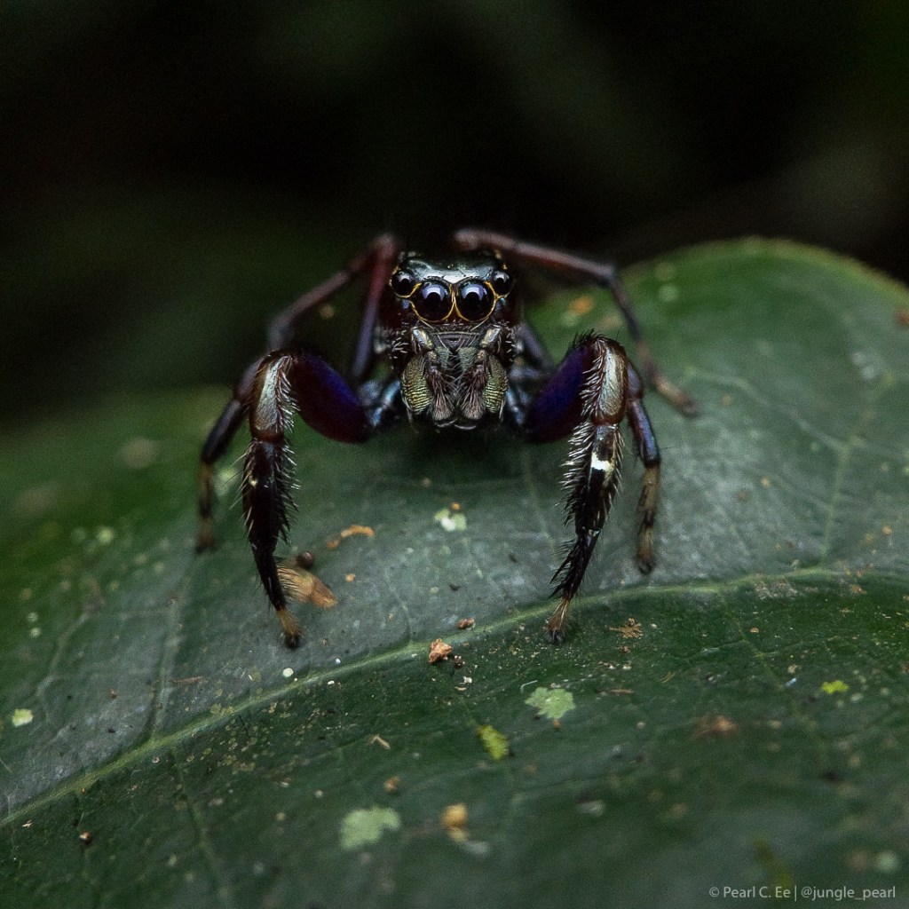 Macrophotography with the&nbsp;Phone